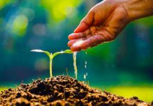 Huiles essentielles, l’essence de la nature