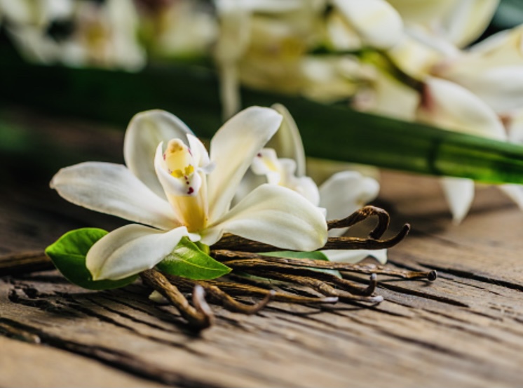 La vanille une orchidée pas comme les autres !